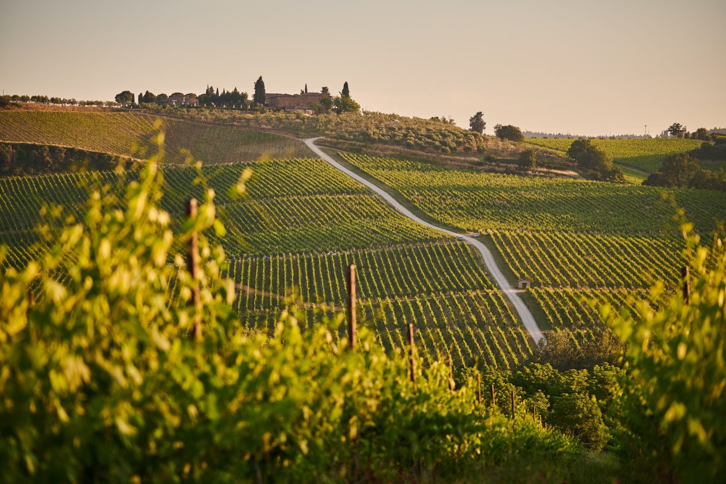 Vignoble en Toscane