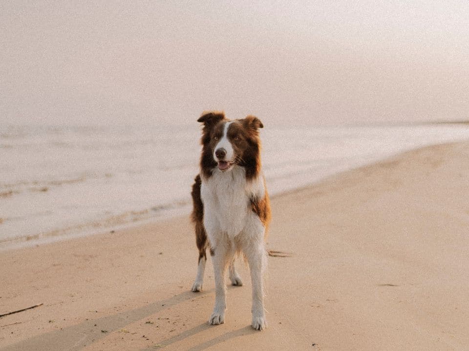 voyager-avec-un-chien