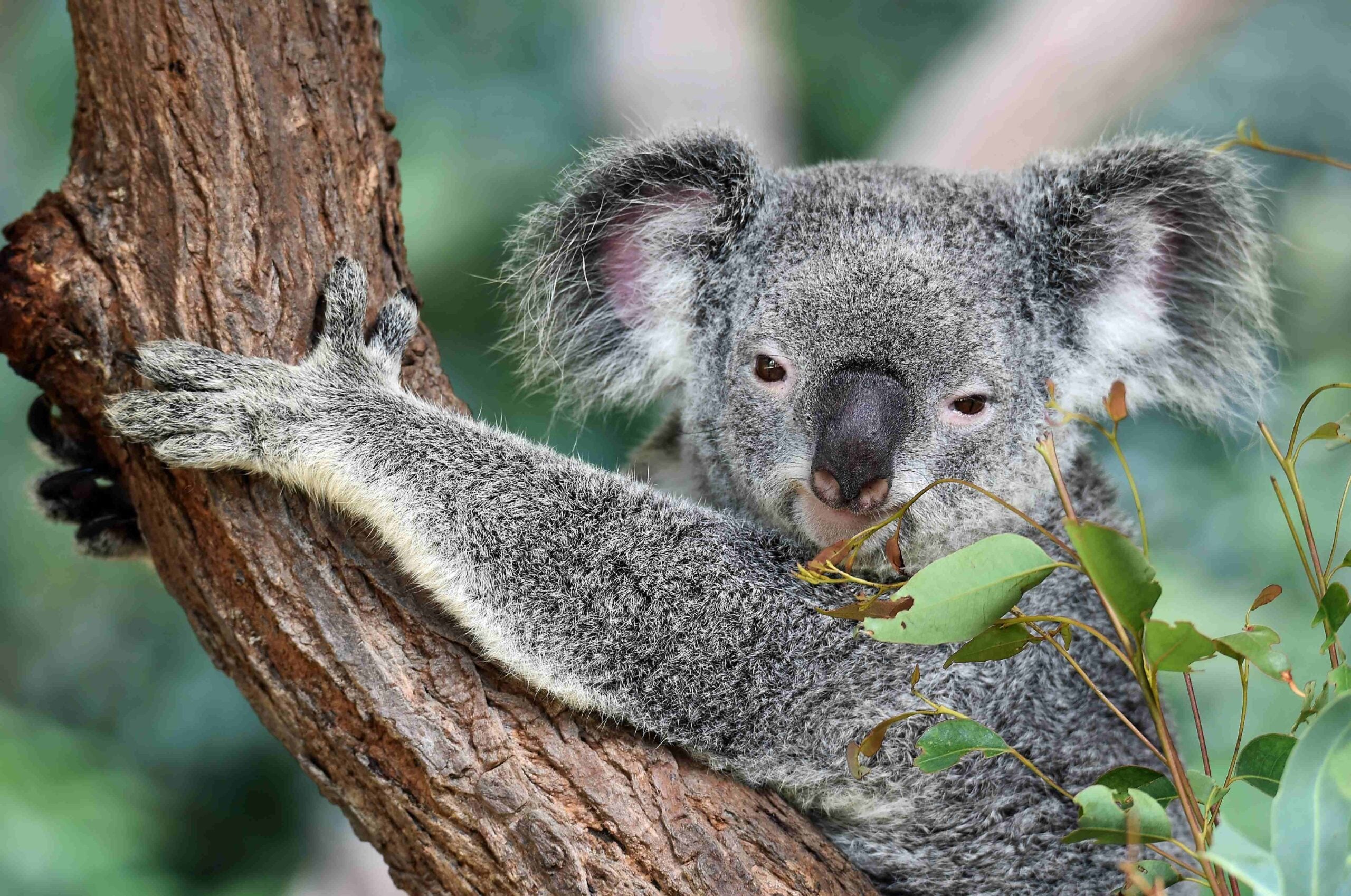 koala-jpg