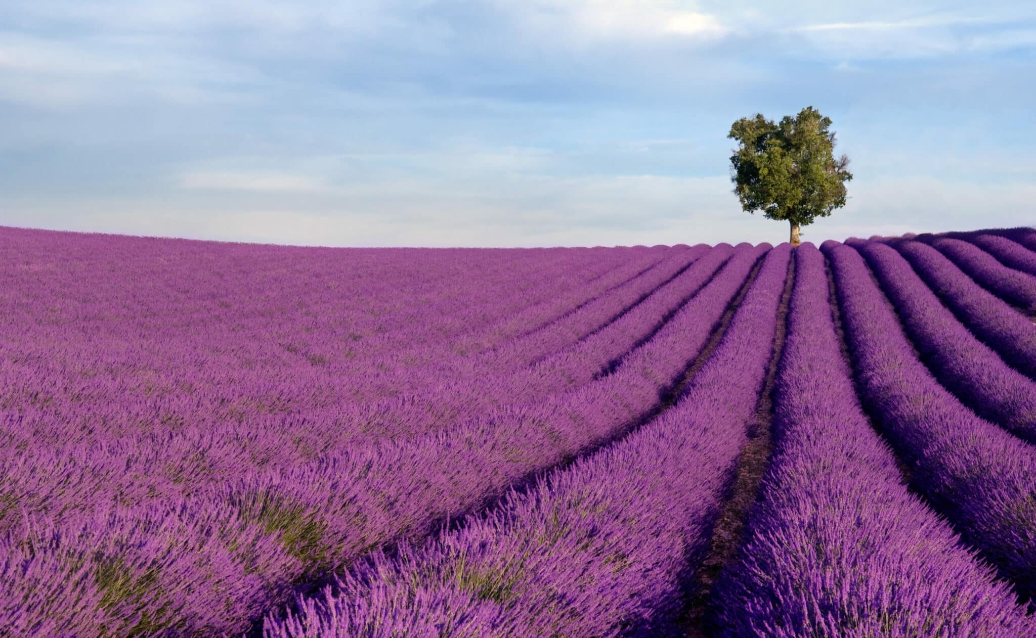 rich-lavender-field-in-provence-with-a-lone-tree