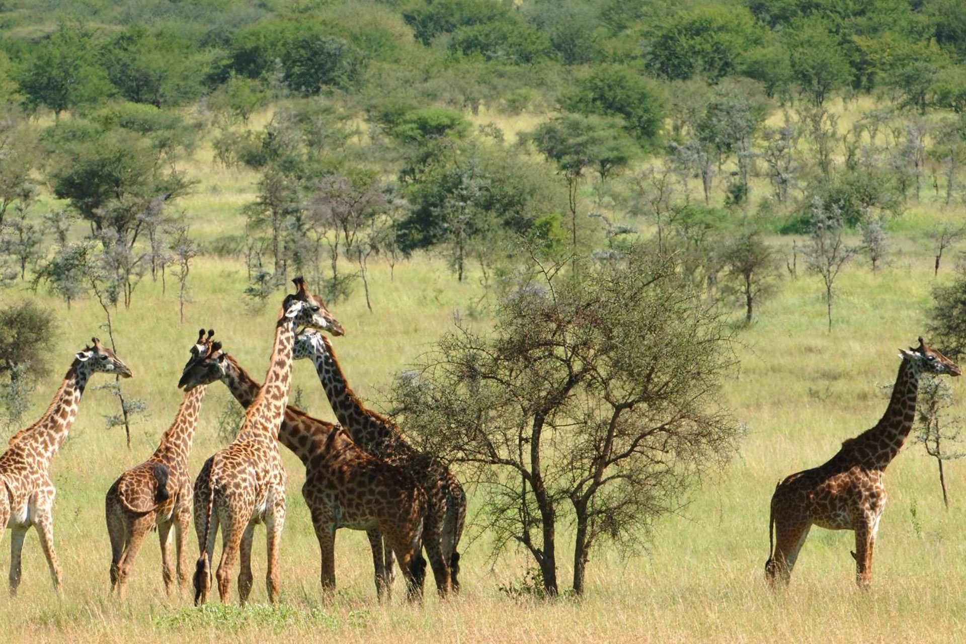 safari-afrique-de-lest-andbeyond-kenya-6