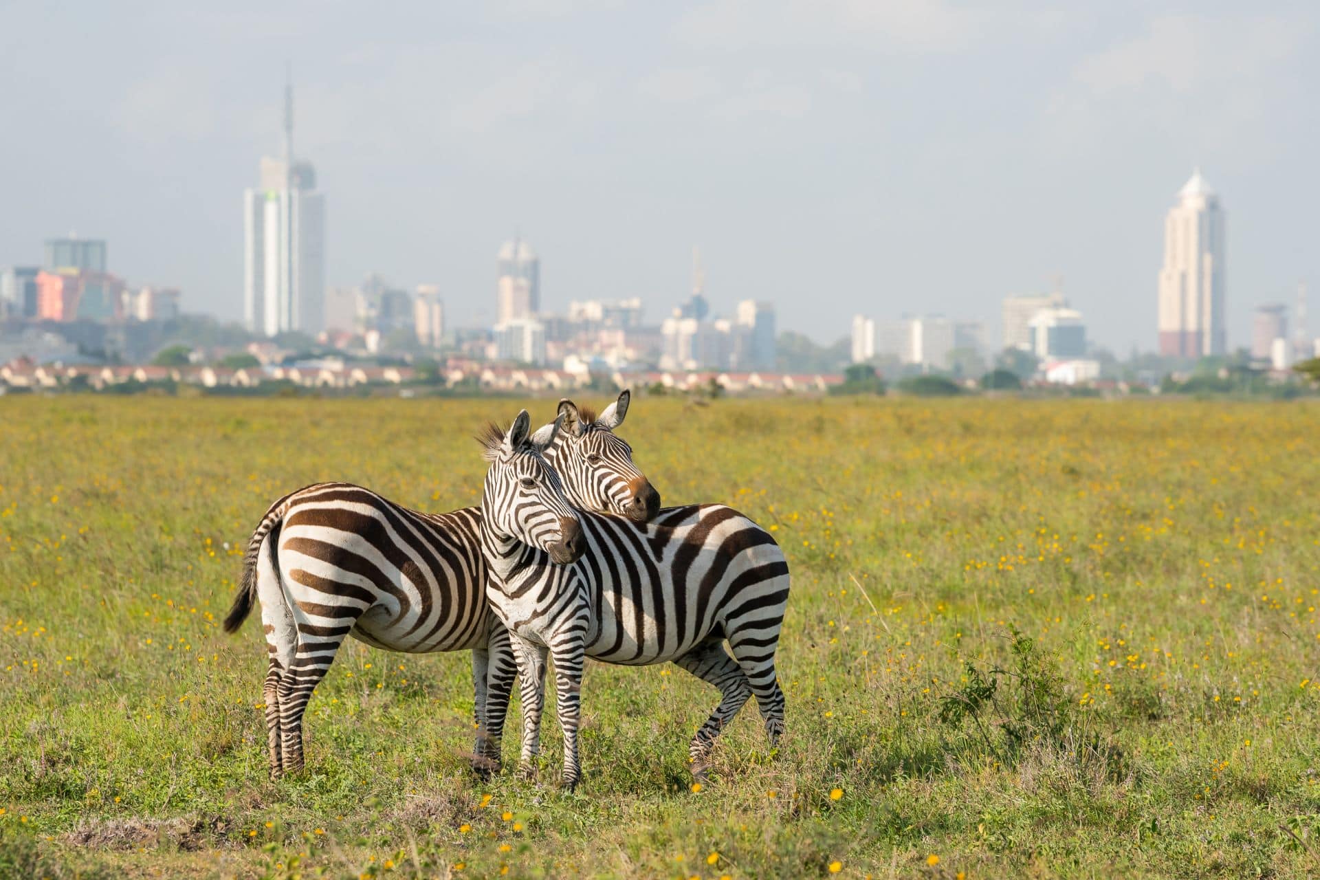 safari-beyond-kenya-nairobi-2