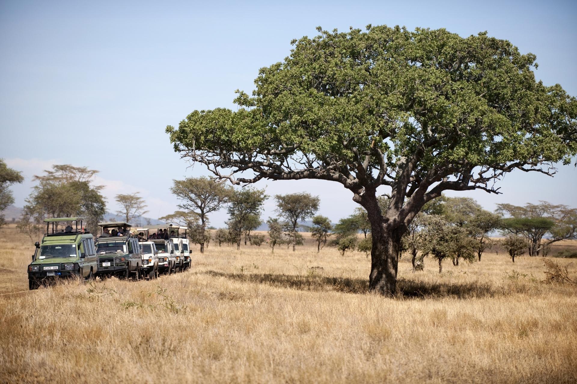 safari-beyond-kenya-serengeti-1