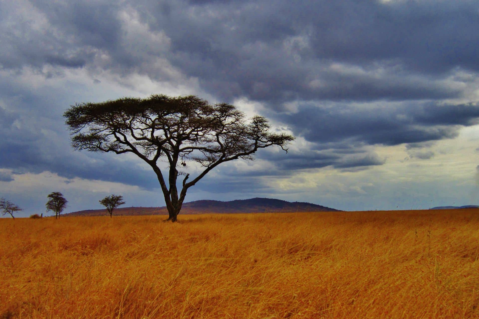 safari-beyond-kenya-serengeti-3