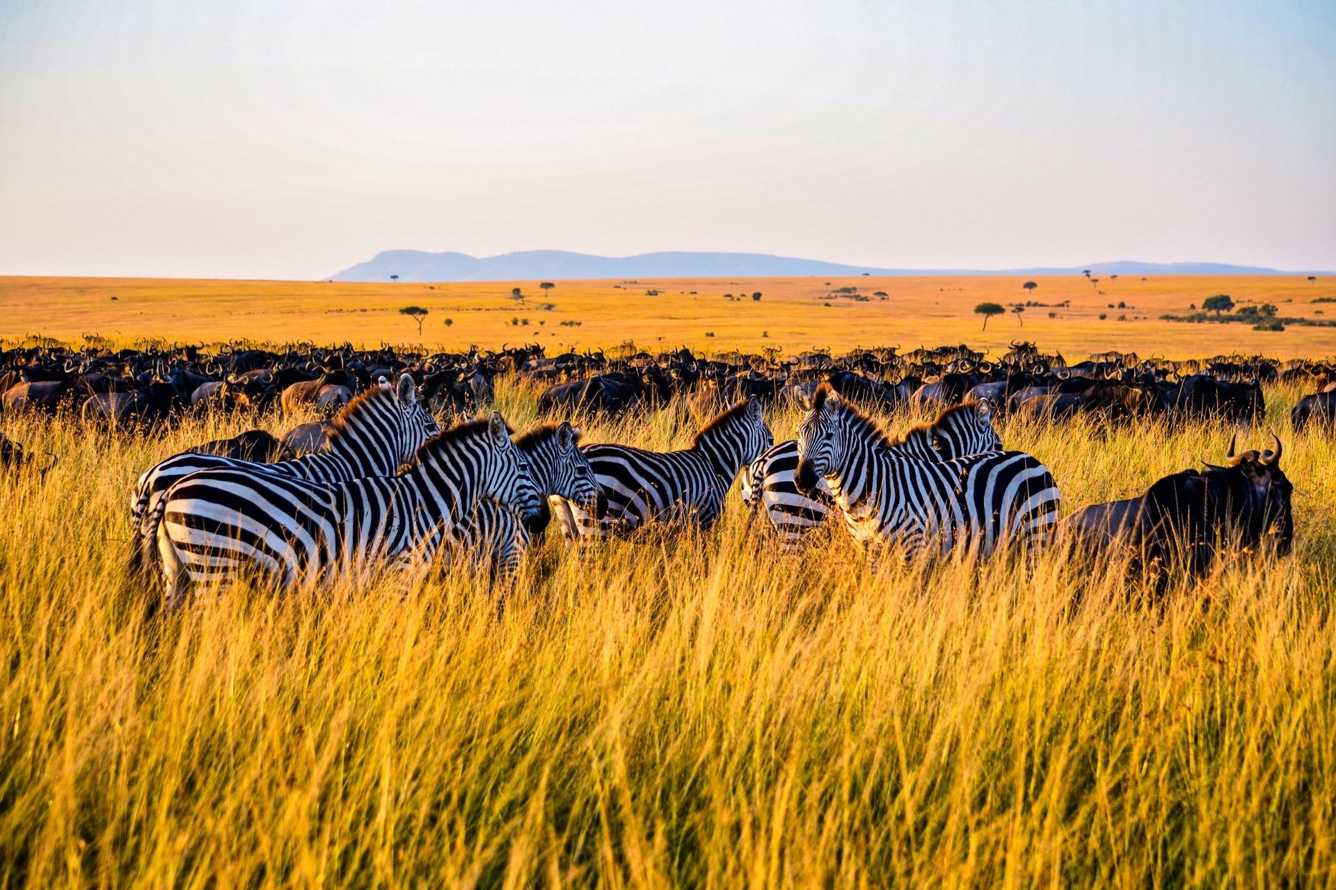 safari-beyond-kenya-serengeti-4