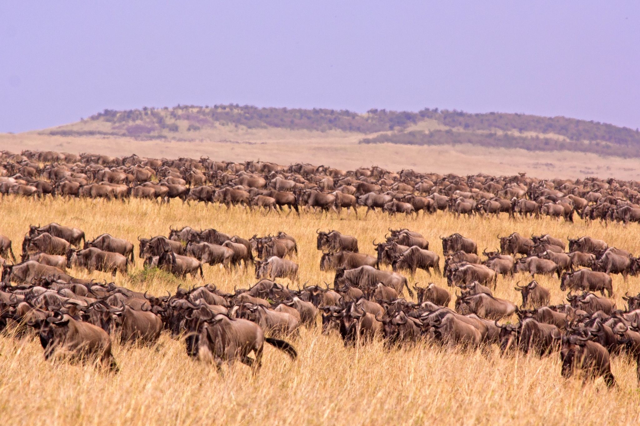 safari-en-afrique-de-lest-2