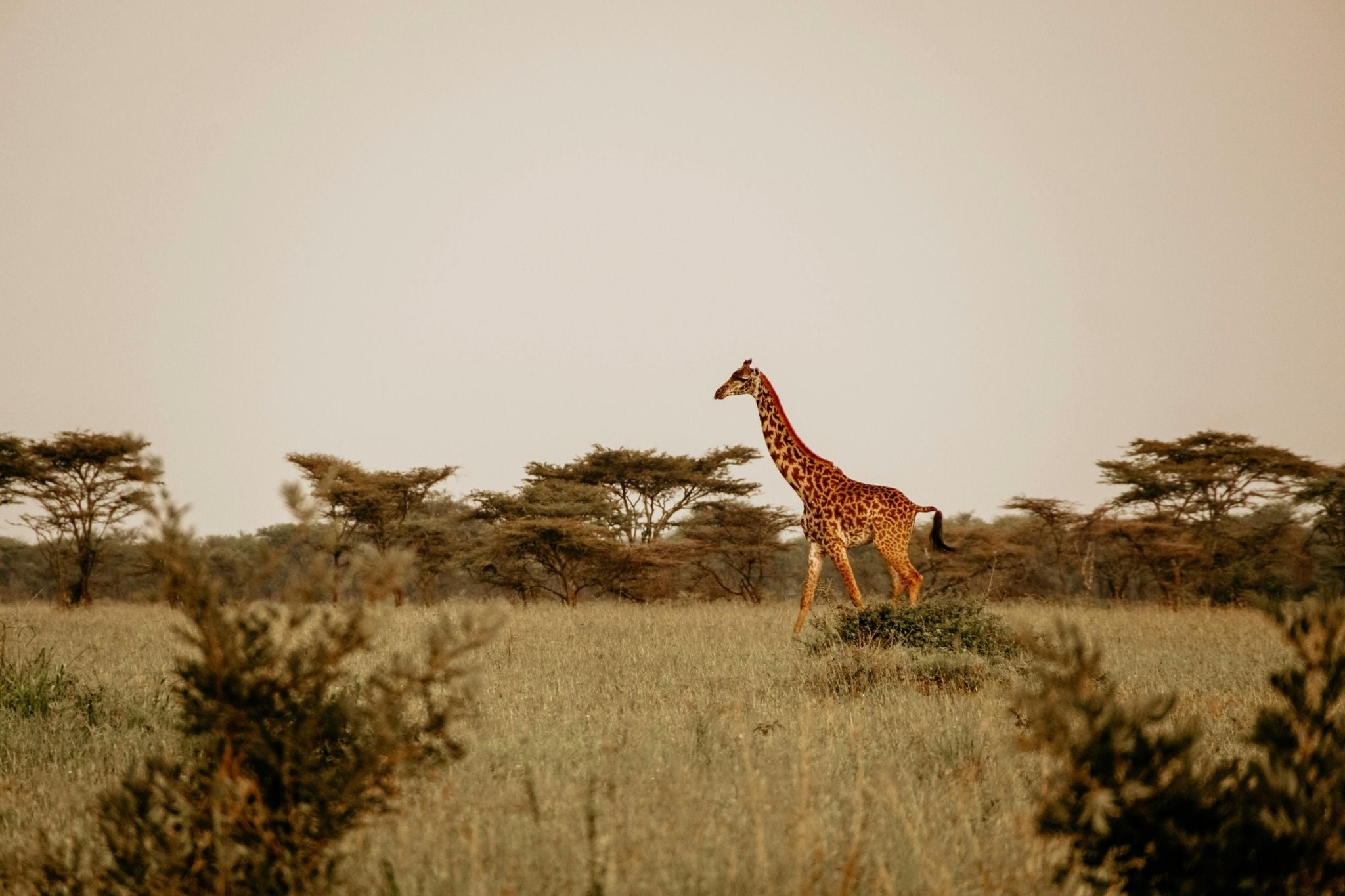 safari-en-afrique-de-lest-3