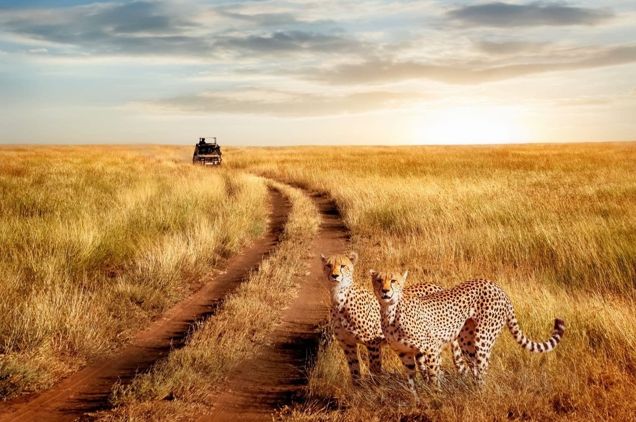 premium-safaris