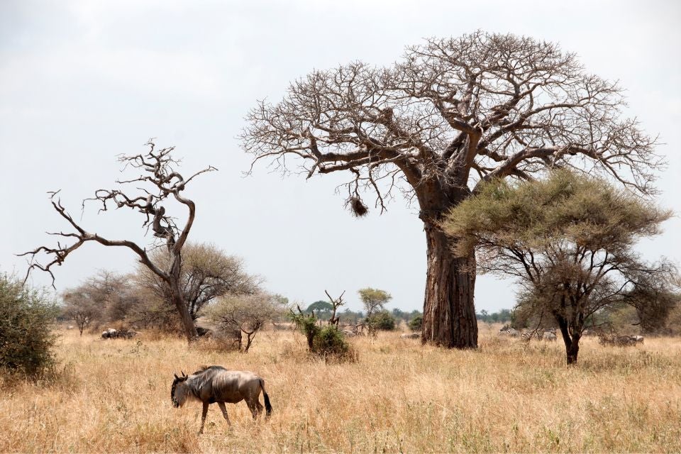 merveilleuse-tanzanie-tarangire-2