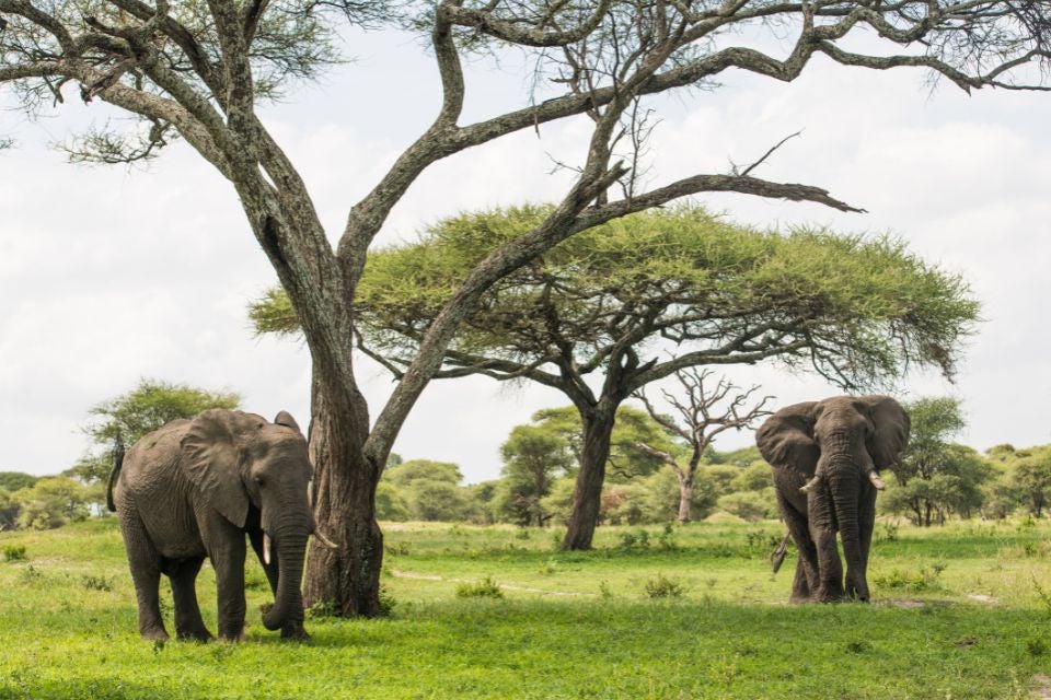 merveilleuse-tanzanie-tarangire