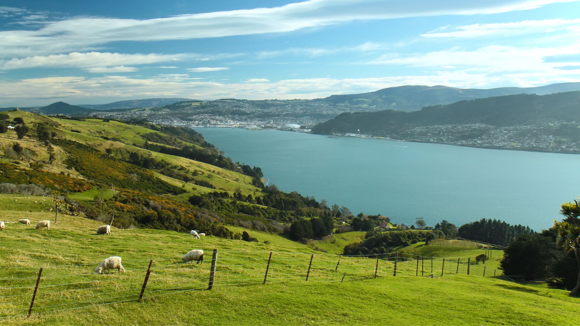 australie-et-nouvelle-zelande-dunedin-nouvelle-zelande