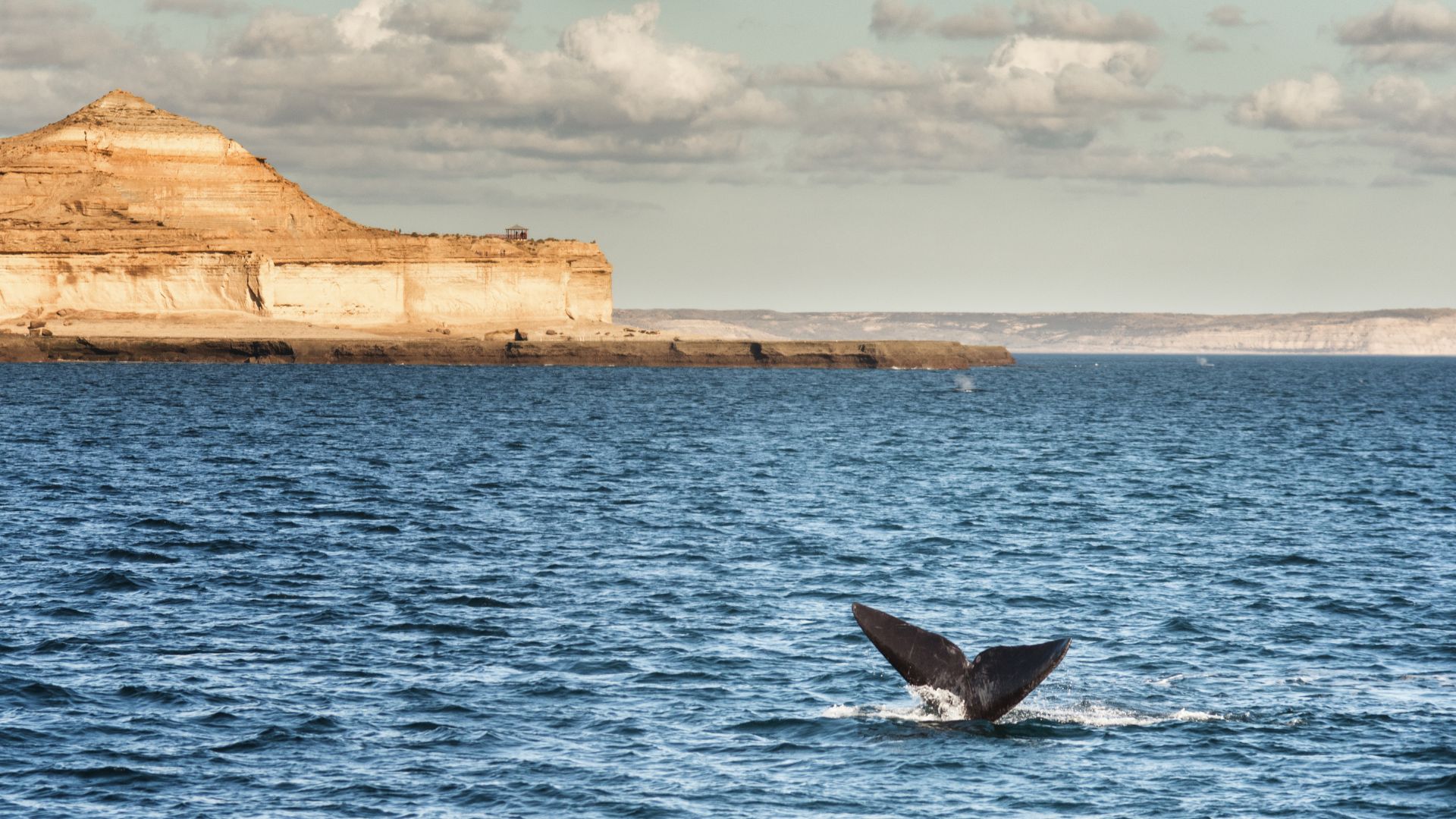 patagonie-et-australie-puerto-madryn-argentine