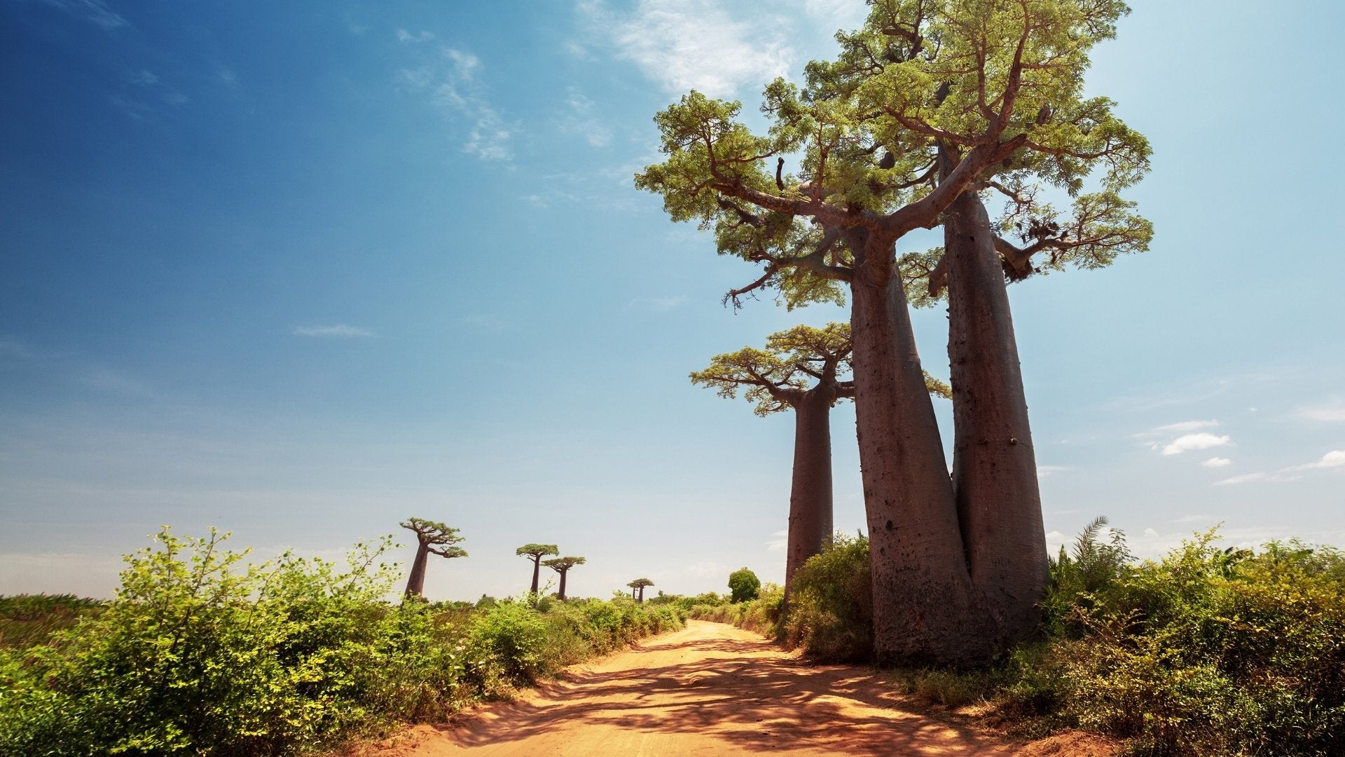 afrique-du-sud-toliara-madagascar