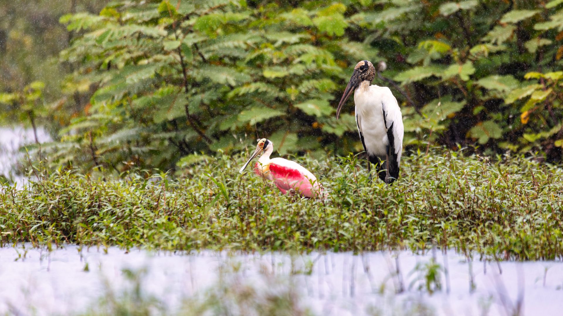 pura-vida-au-costa-rica-cano-negro