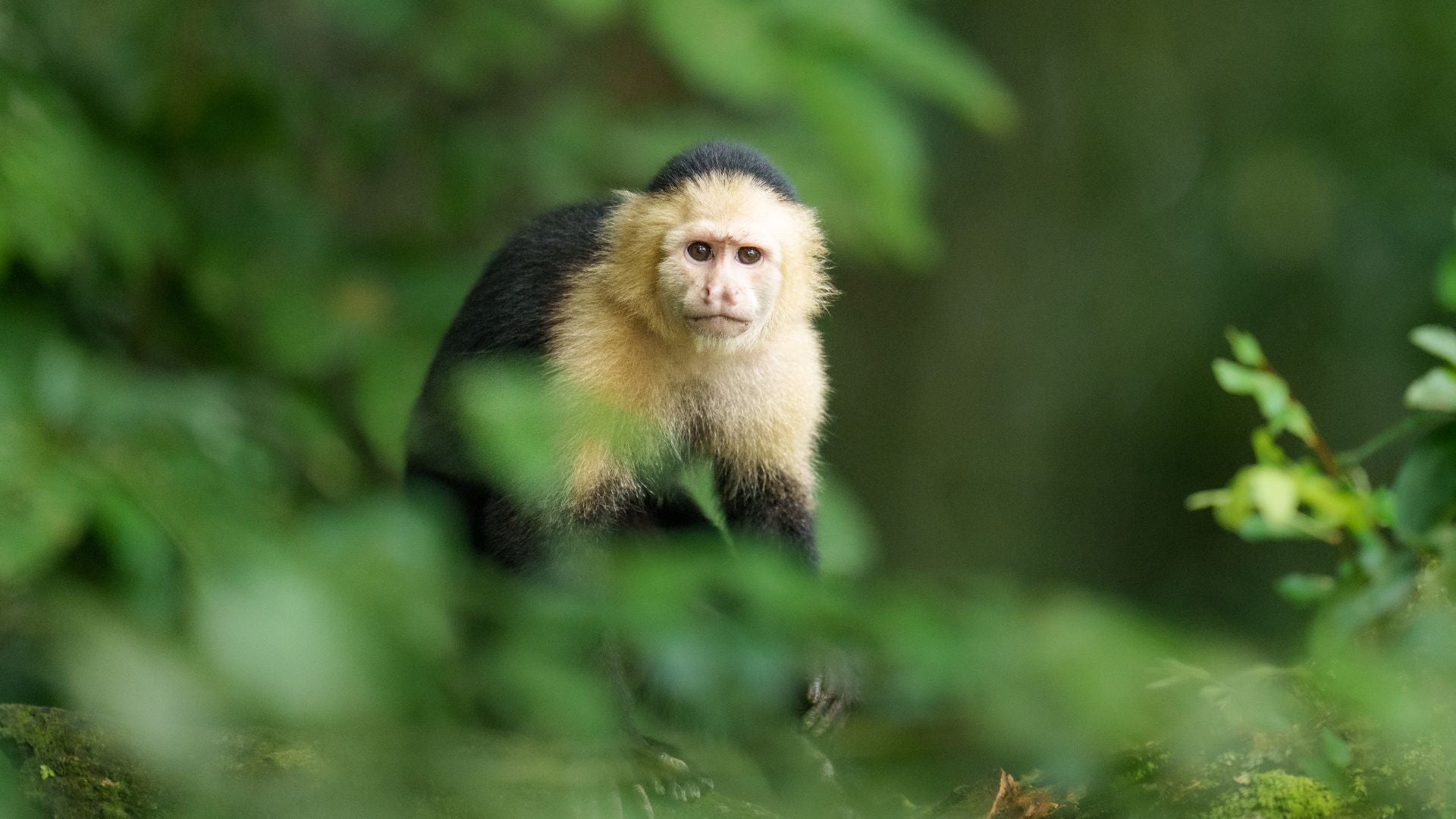 pura-vida-au-costa-rica-parc-national-tapanti