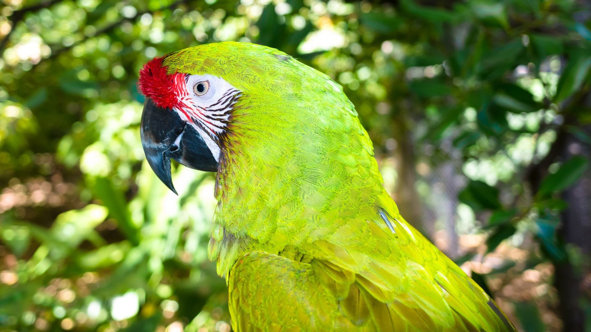 pura-vida-au-costa-rica-reserve-biologique-de-tirimbina