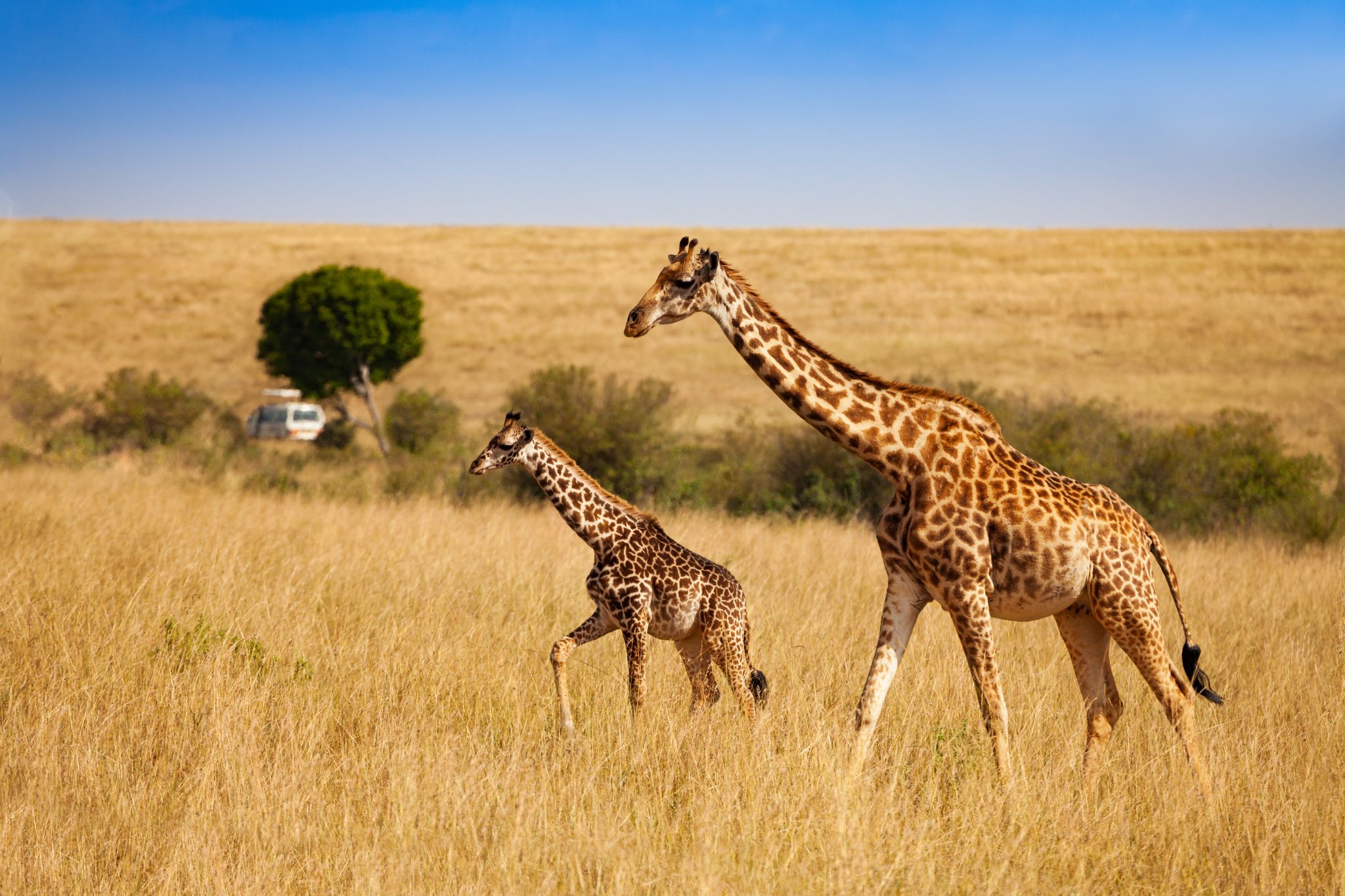 safari