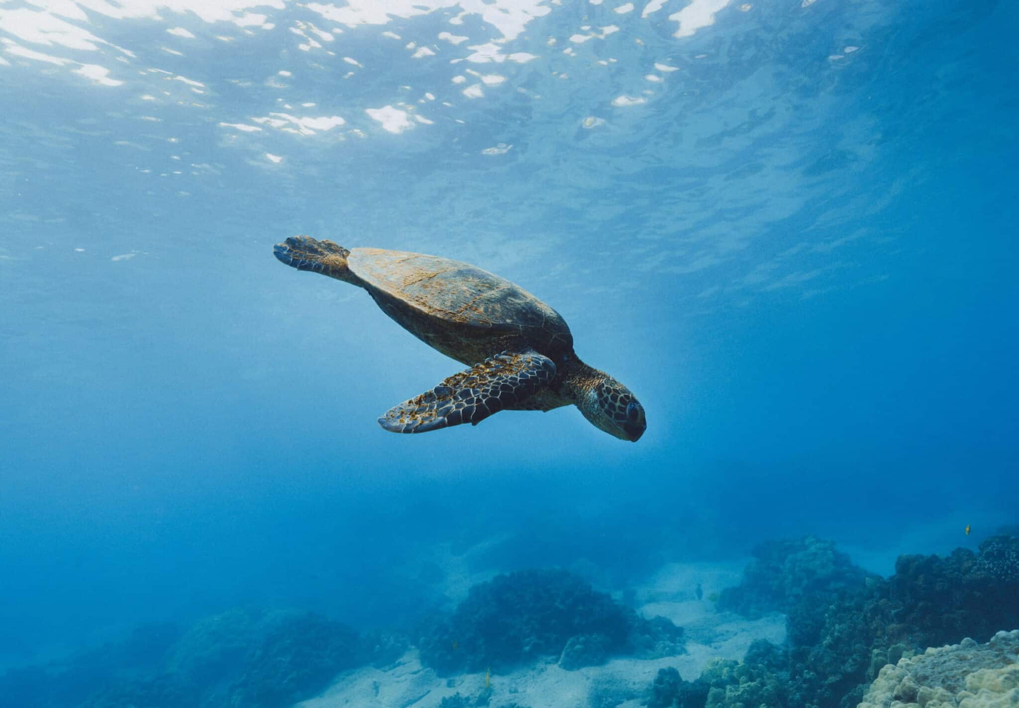 Tortue des Galapagos