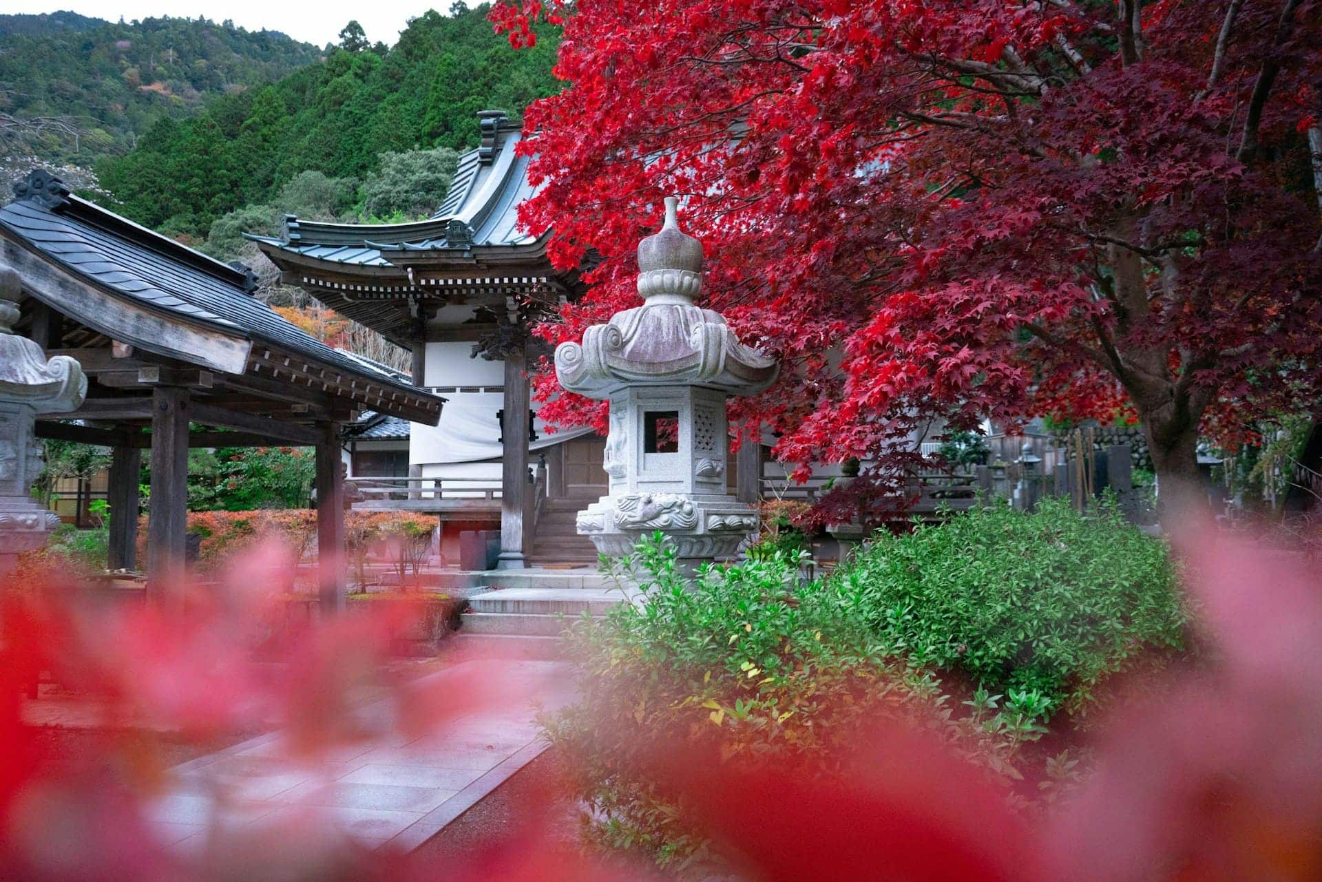 Saison de la floraison des érables au Japon